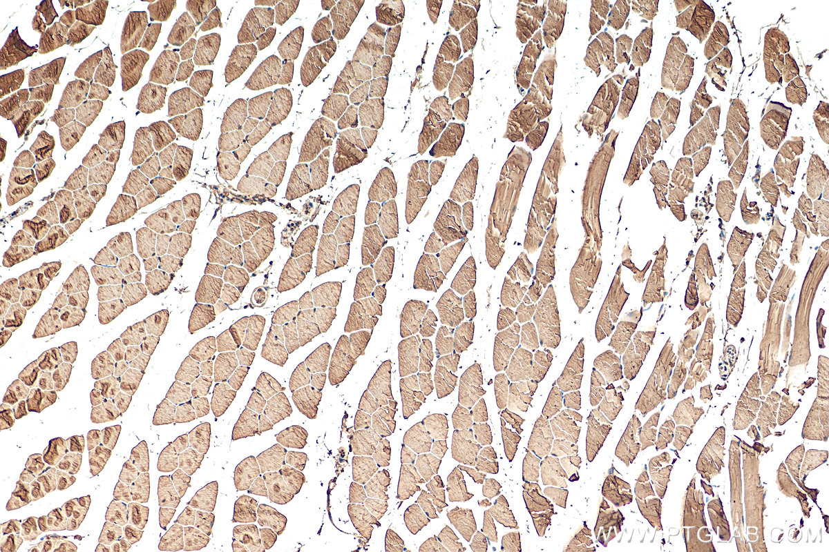 IHC staining of mouse skeletal muscle using 22130-1-AP