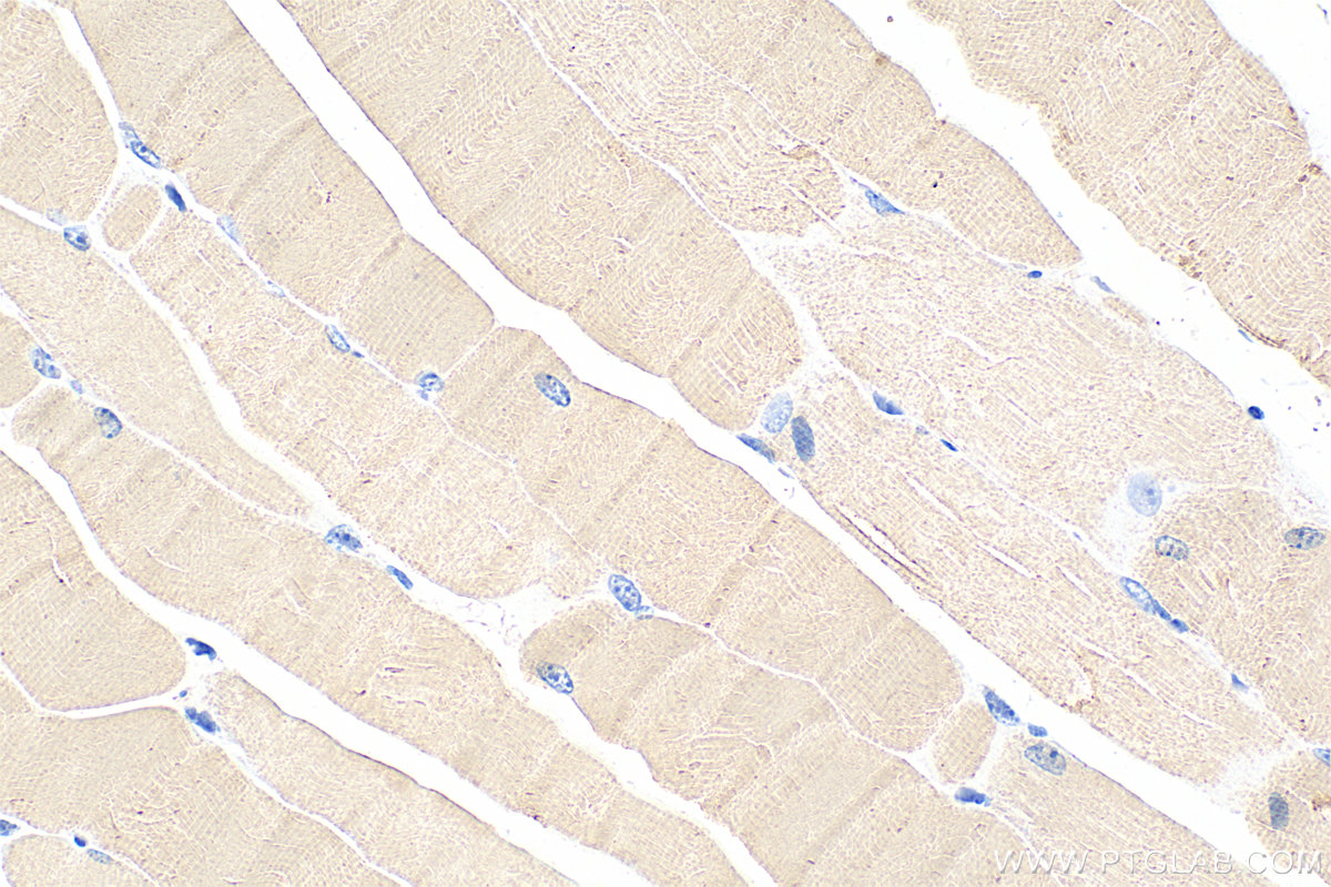 IHC staining of mouse skeletal muscle using 68631-1-Ig