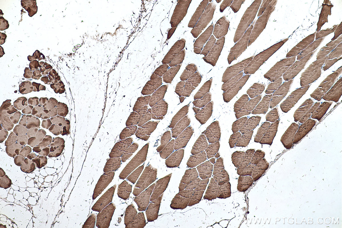 IHC staining of mouse skeletal muscle using 19729-1-AP