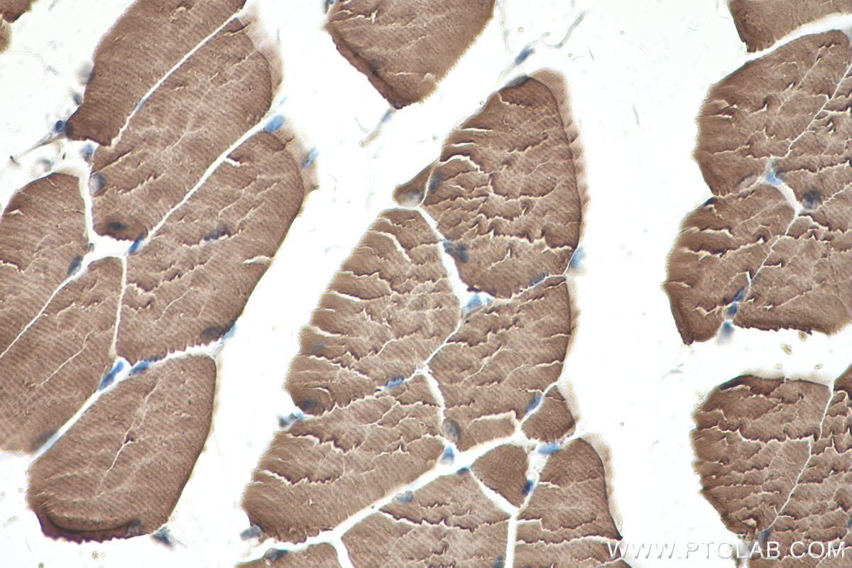 IHC staining of mouse skeletal muscle using 19729-1-AP