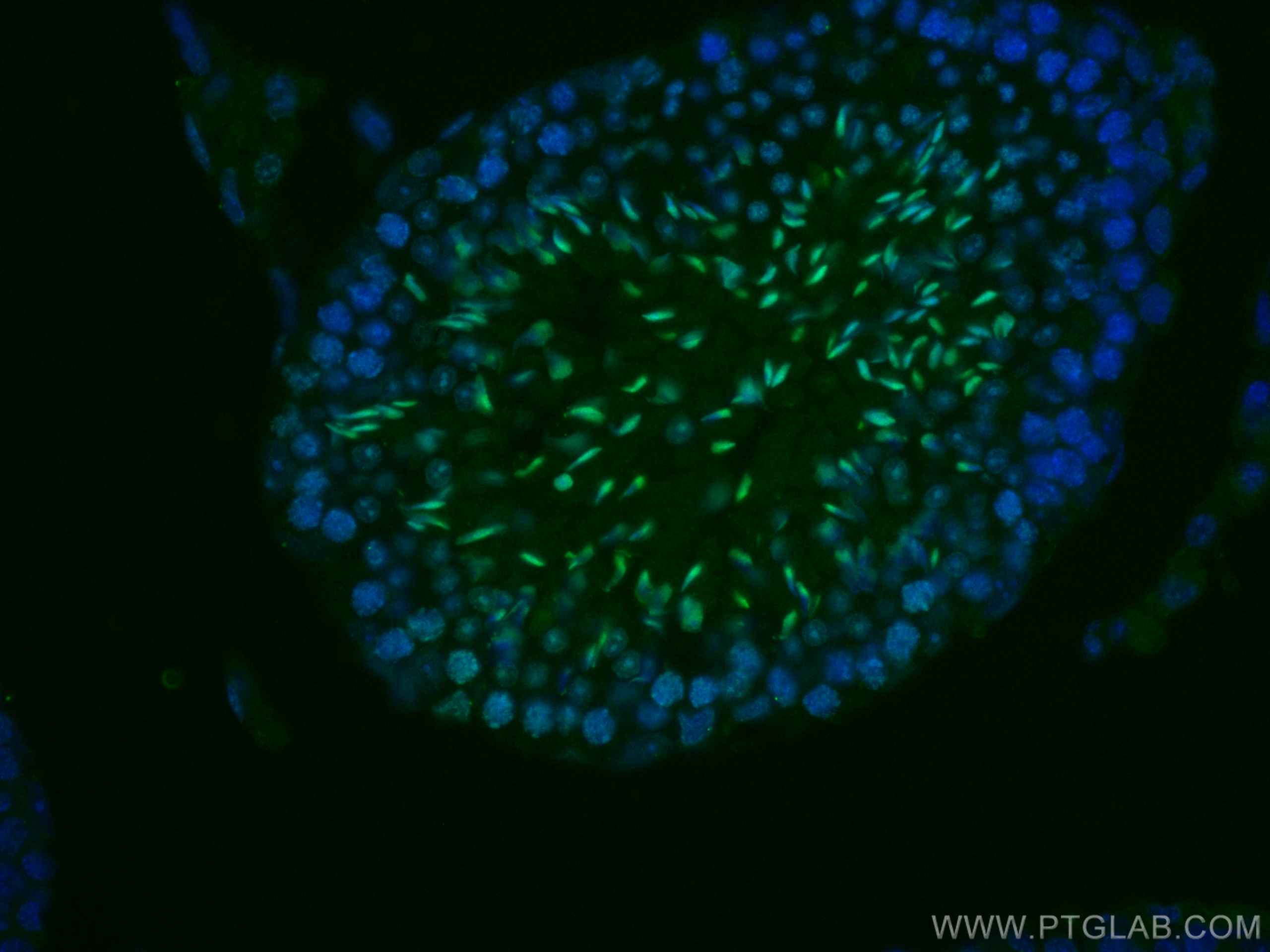 IF Staining of mouse testis using CL488-17178