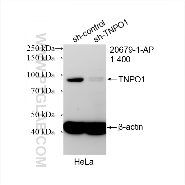 WB analysis of HeLa using 20679-1-AP