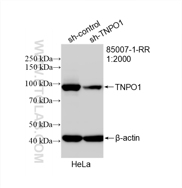 WB analysis of HeLa using 85007-1-RR (same clone as 85007-1-PBS)