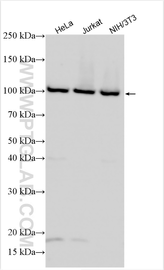 WB analysis using 15980-1-AP