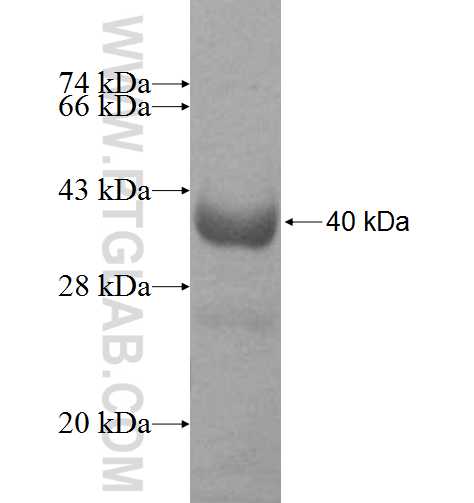 TNPO3 fusion protein Ag8976 SDS-PAGE
