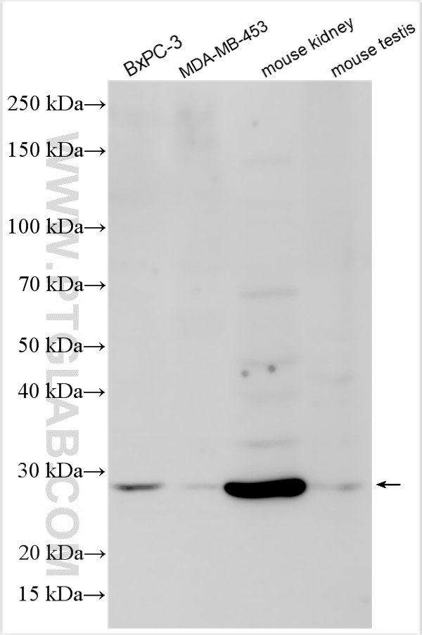 WB analysis using 32165-1-AP