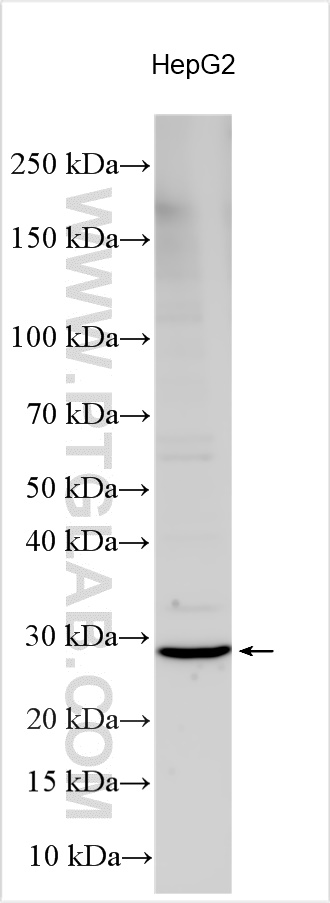 WB analysis using 32165-1-AP