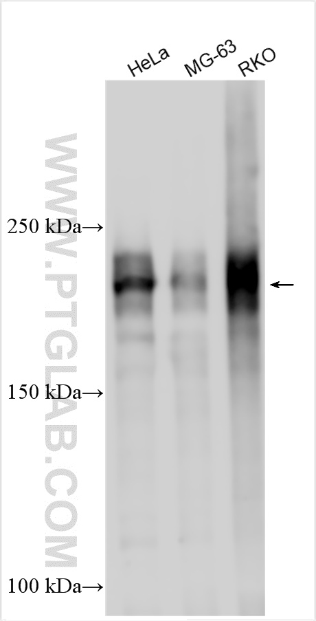 WB analysis using 17497-1-AP