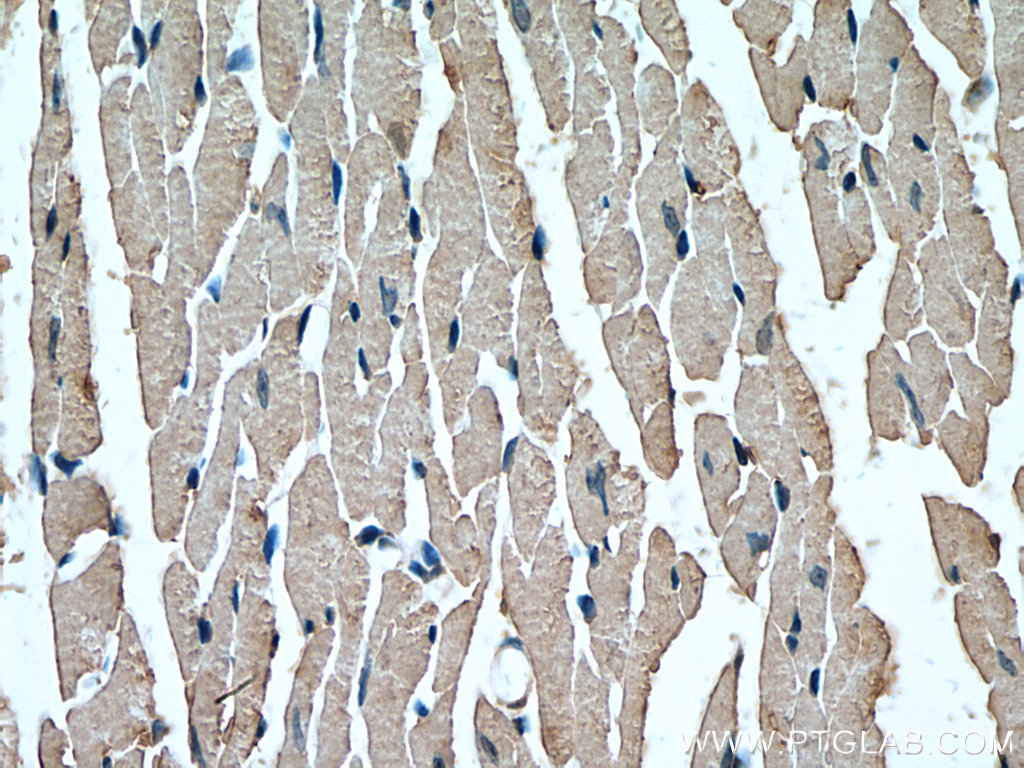 IHC staining of mouse heart using 20054-1-AP