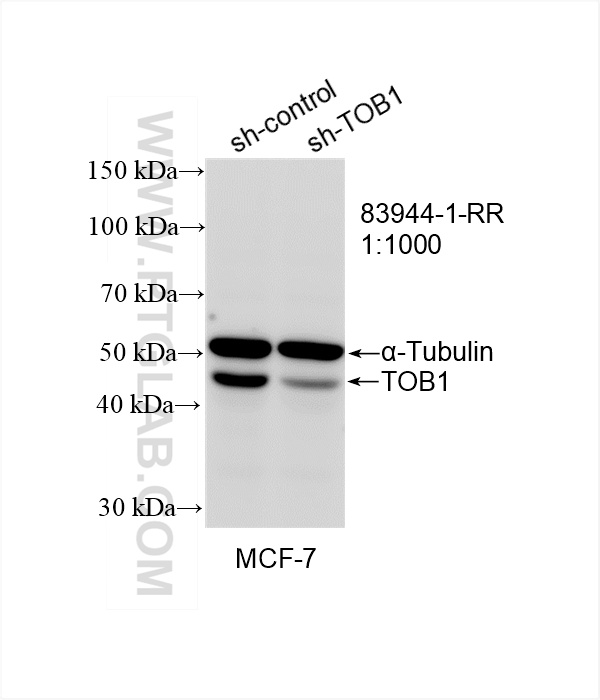 WB analysis of MCF-7 using 83944-1-RR (same clone as 83944-1-PBS)