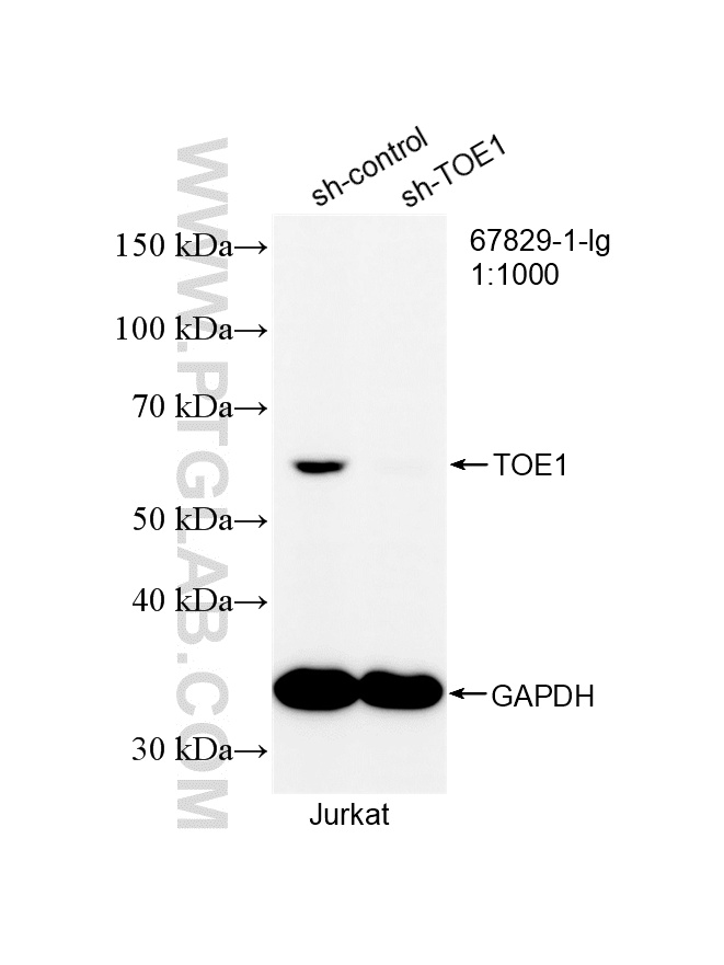 WB analysis of Jurkat using 67829-1-Ig WB analysis of Jurkat using 67829-1-Ig