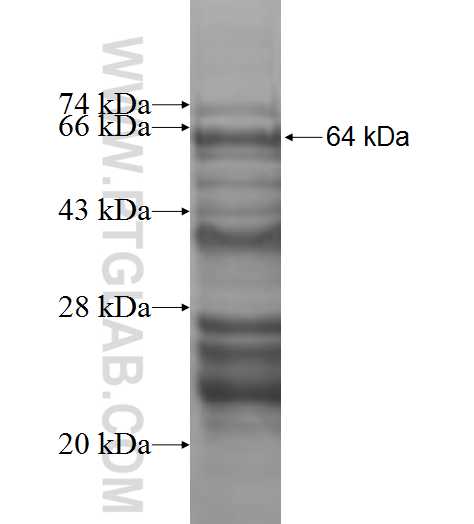 TOE1 fusion protein Ag9172 SDS-PAGE