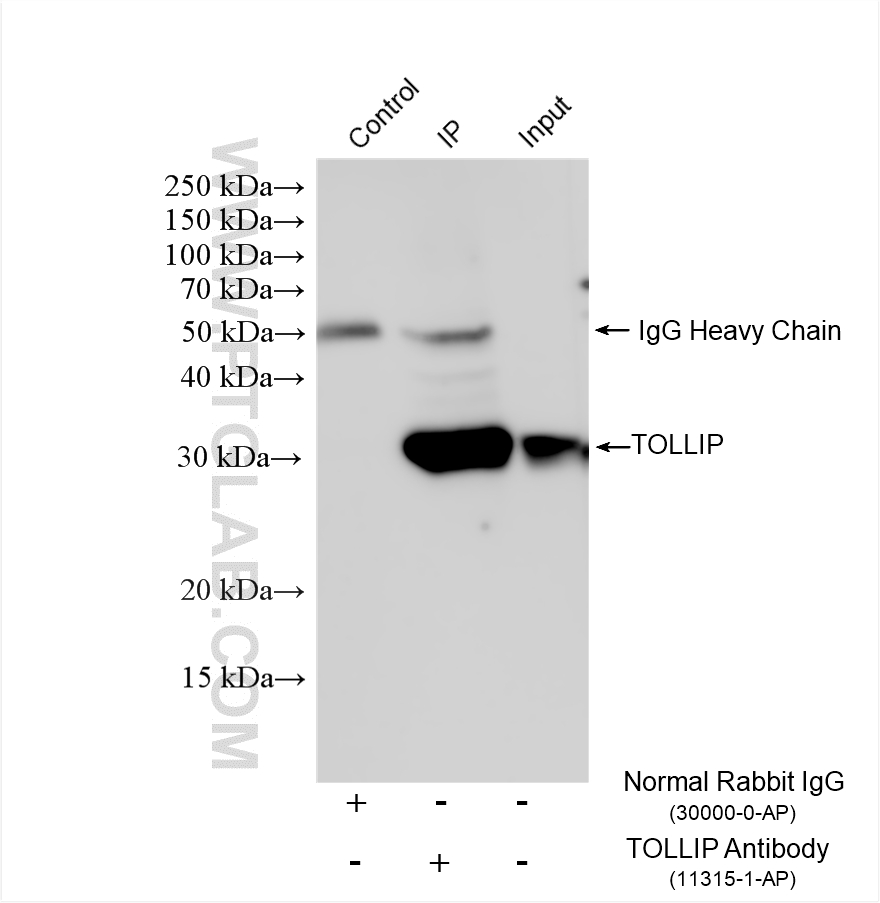 IP result of anti-TOLLIP (IP:11315-1-AP, 4ug; Detection:11315-1-AP 1:3000) with PC-3 cells lysate 1400 ug. IP experiment of PC-3 using 11315-1-AP