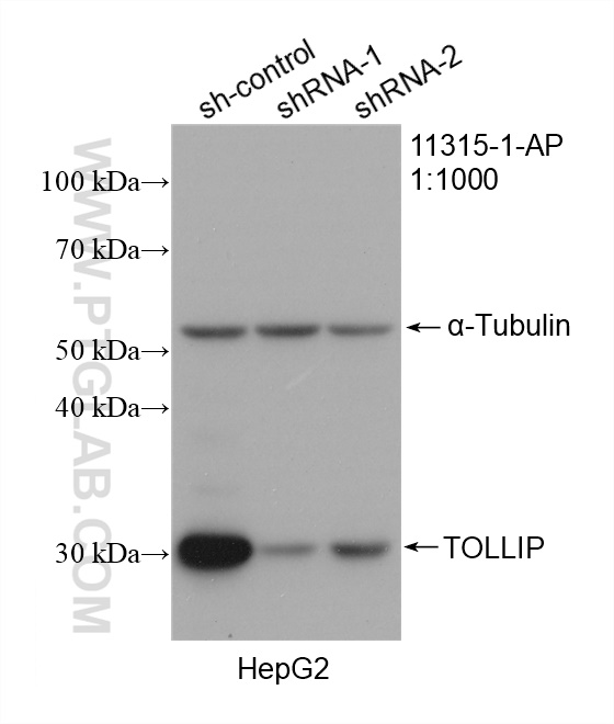 WB analysis of HepG2 using 11315-1-AP