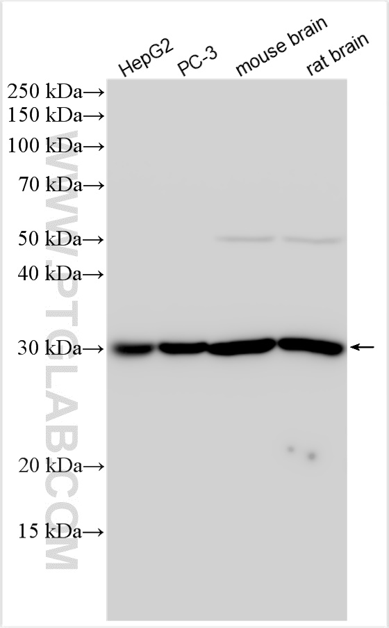 WB analysis using 11315-1-AP