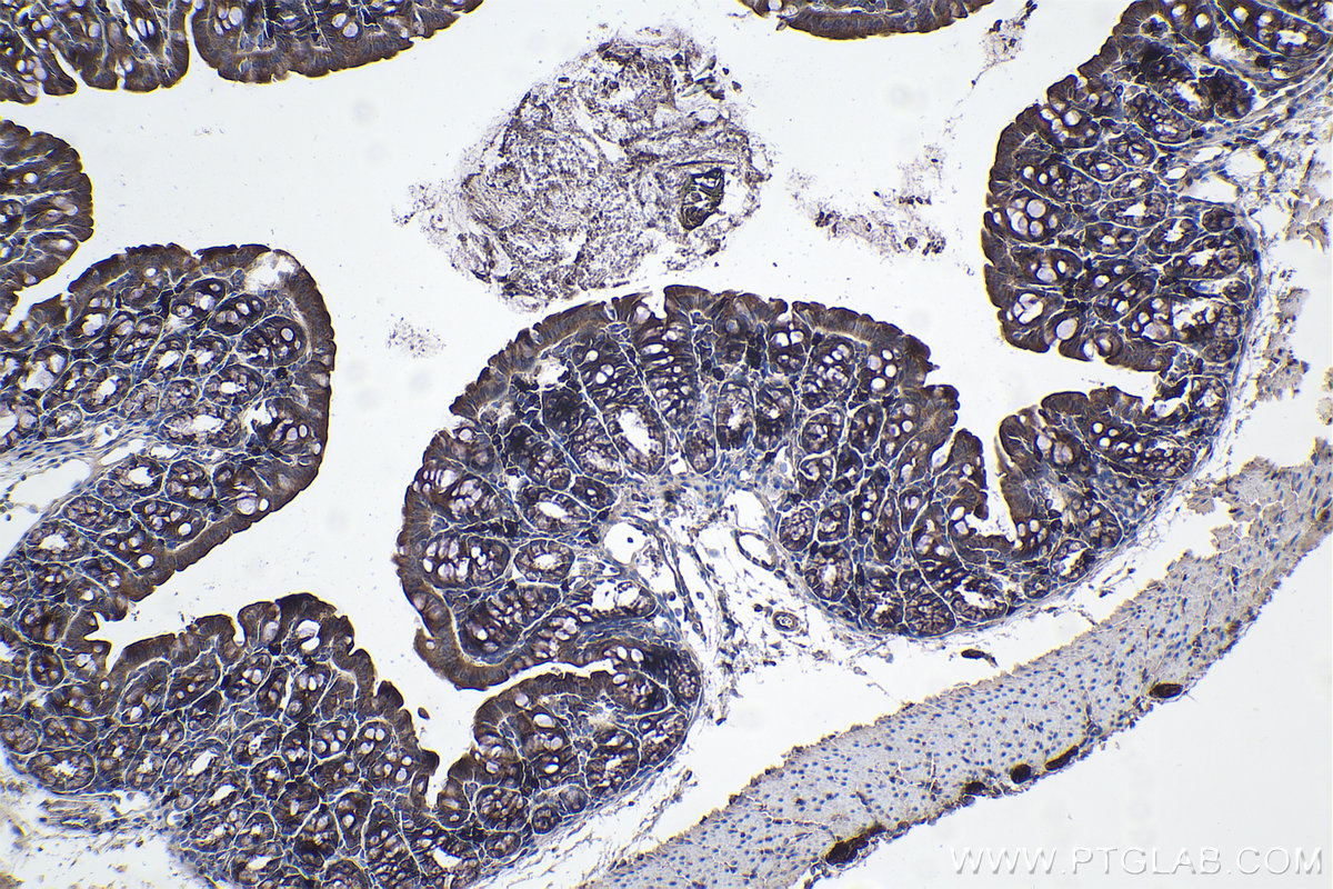 IHC staining of mouse colon using 68170-1-Ig