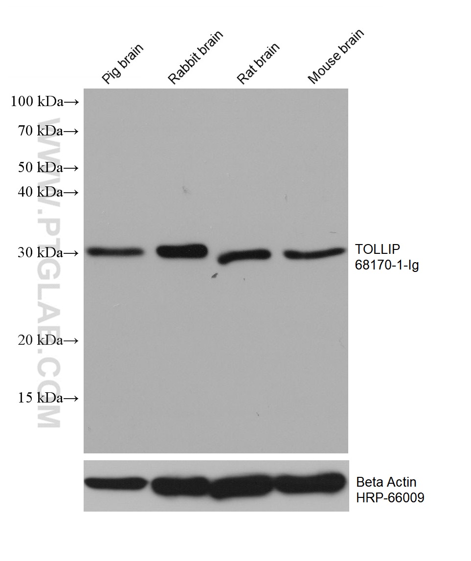 WB analysis using 68170-1-Ig