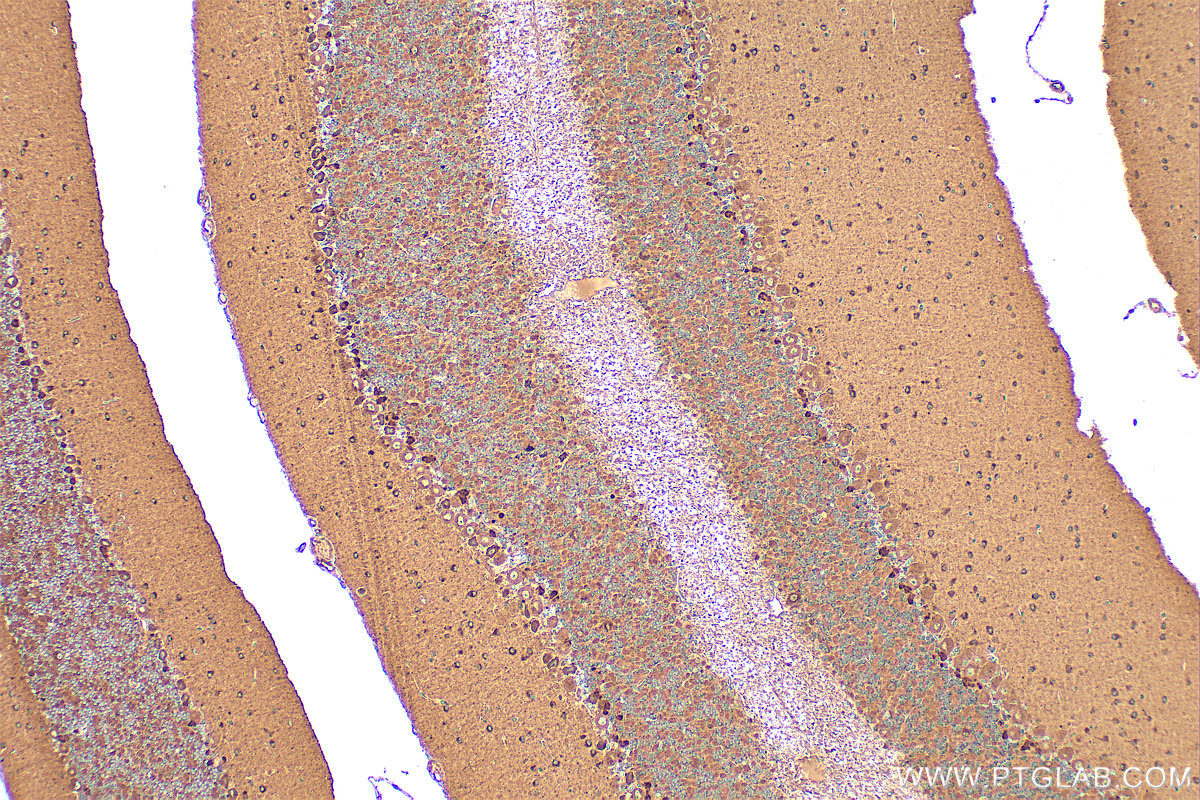IHC staining of mouse cerebellum using 32179-1-AP