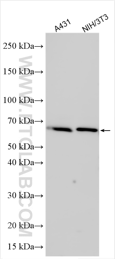 WB analysis using 32179-1-AP