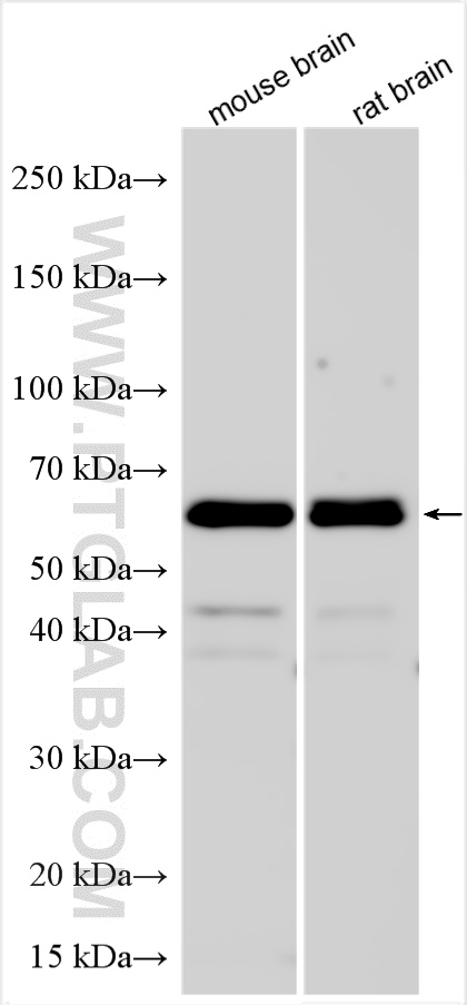 WB analysis of mouse brain using 32179-1-AP