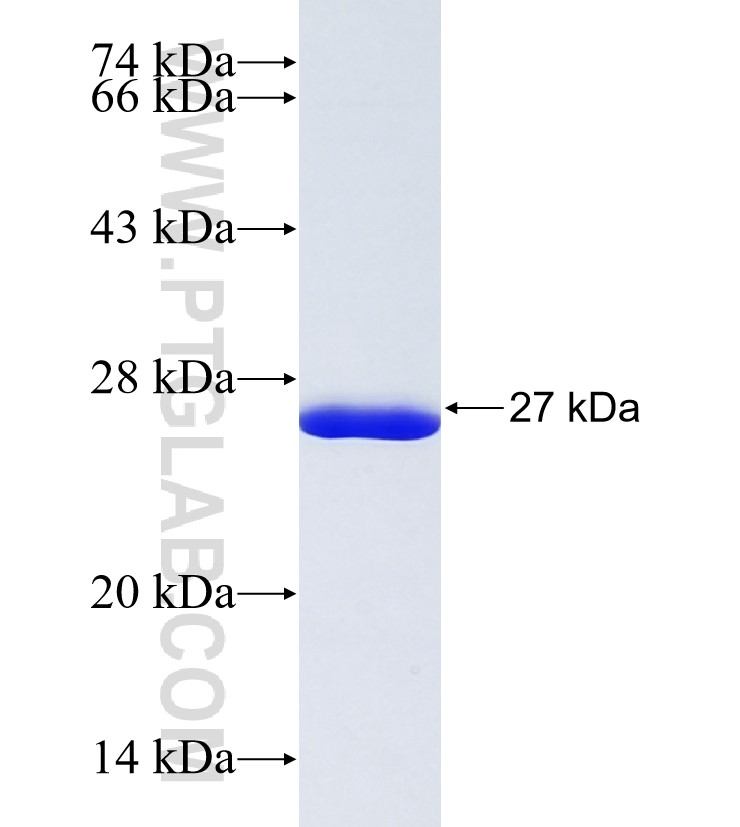 TOM1L2 fusion protein Ag37509 SDS-PAGE