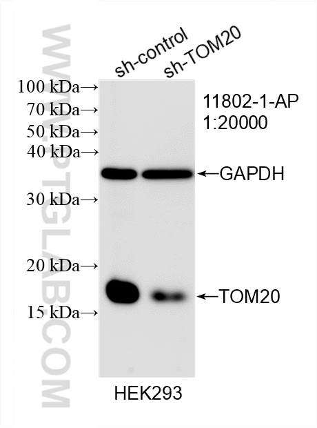 WB analysis of HEK-293 using 11802-1-AP