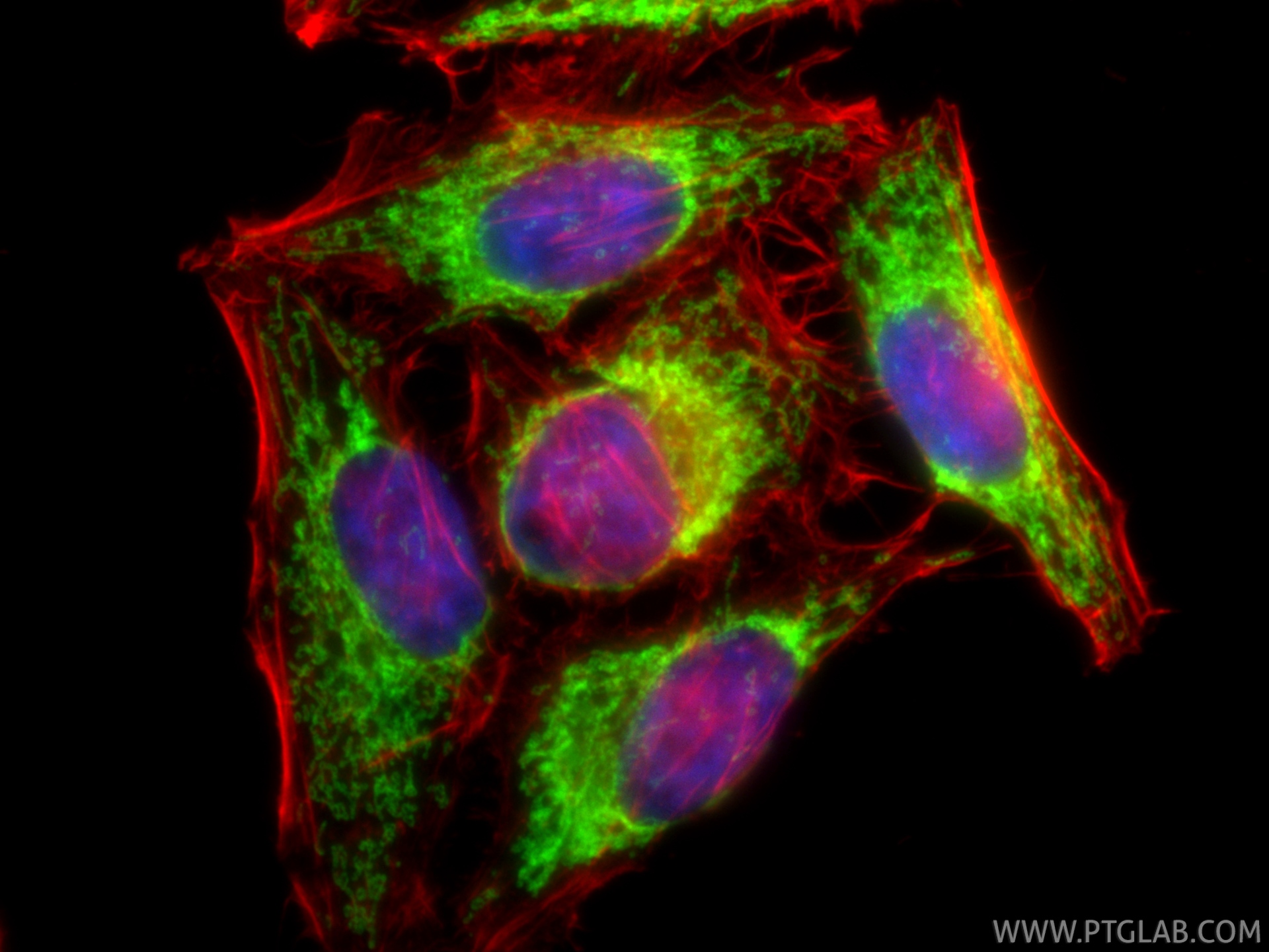 IF Staining of HepG2 using CL488-11802