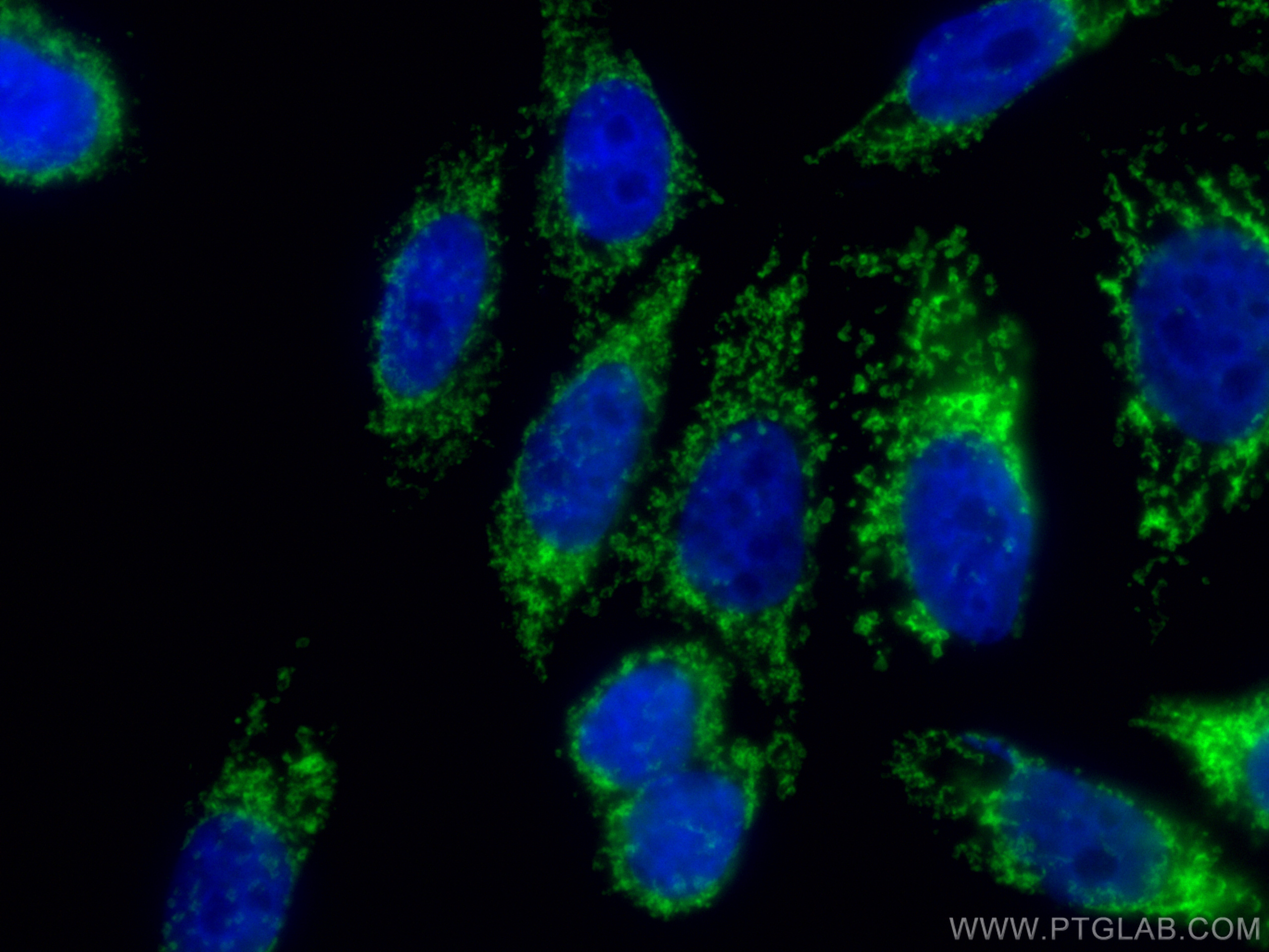 IF Staining of HepG2 using CL488-66777