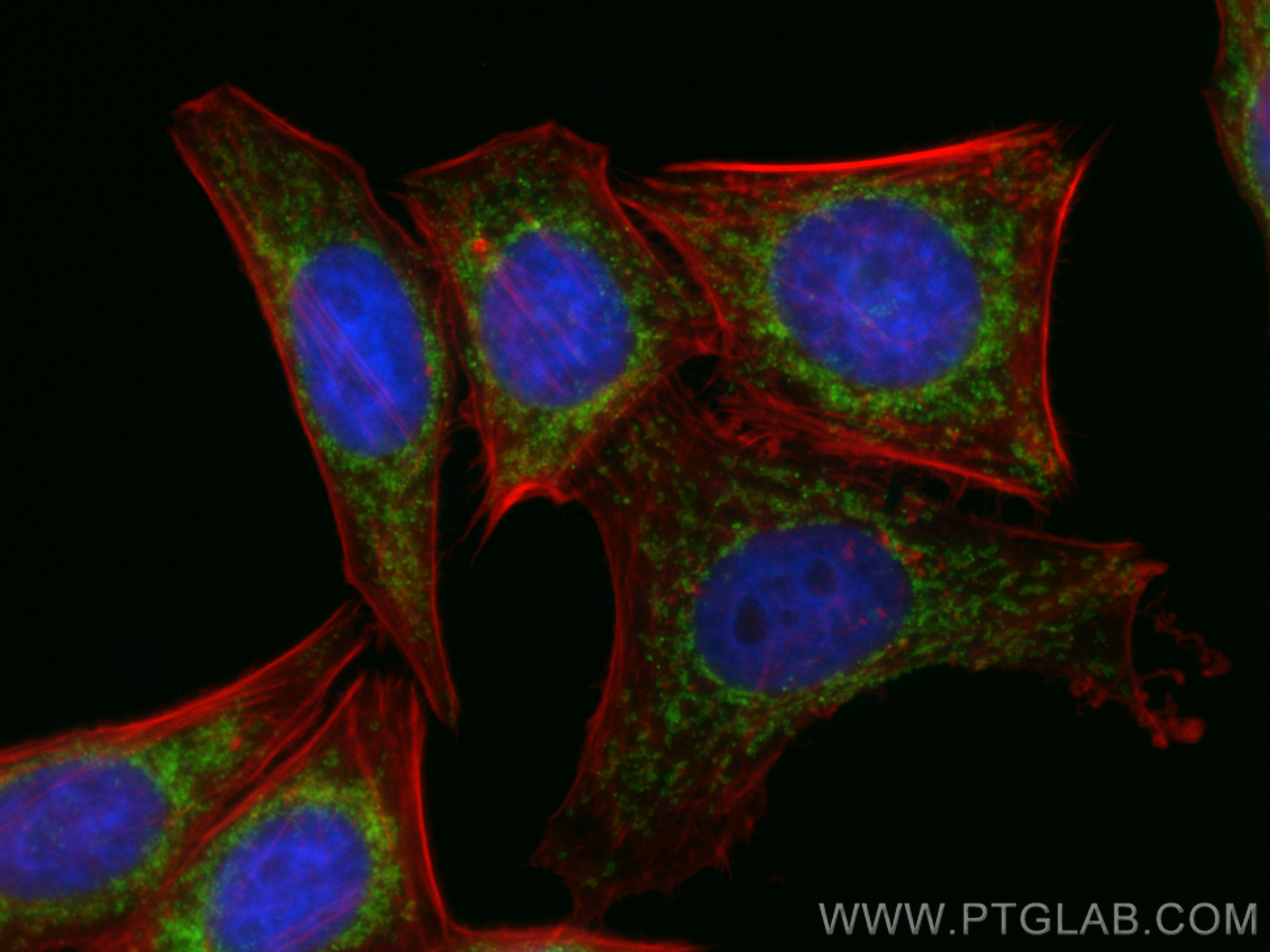 IF Staining of HepG2 using CL488-80501