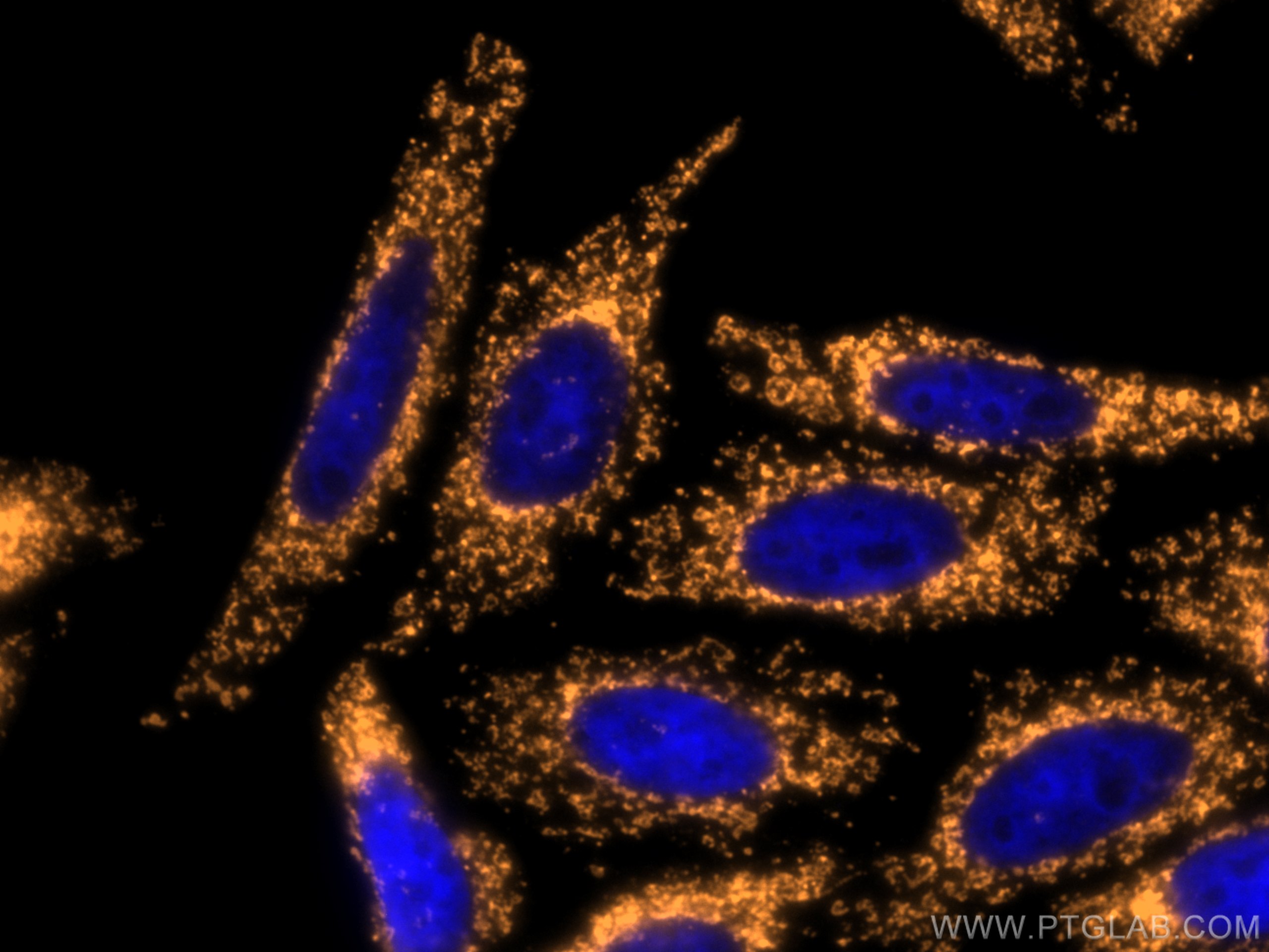 IF Staining of HepG2 using CL555-11802