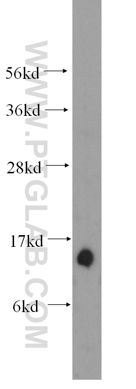 Tom22 Polyclonal antibody