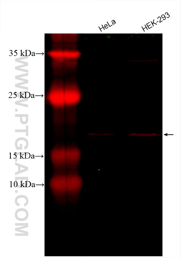 WB analysis using CL594-66562