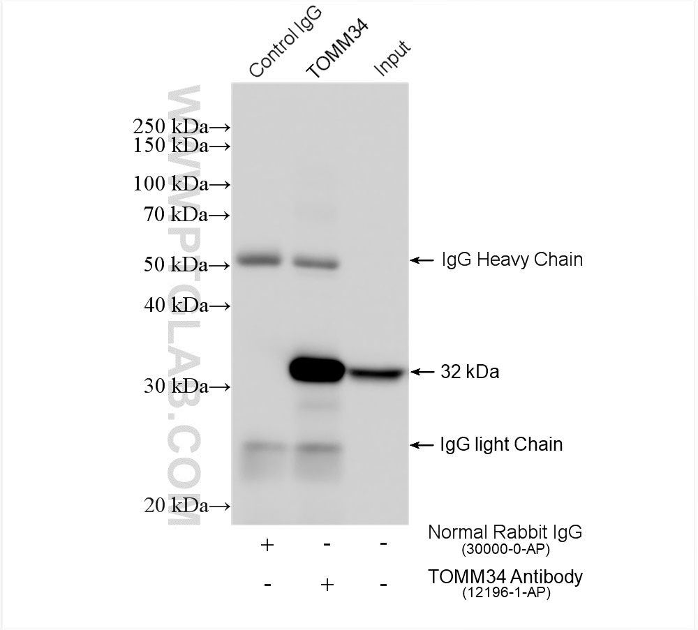 IP experiment of HeLa using 12196-1-AP