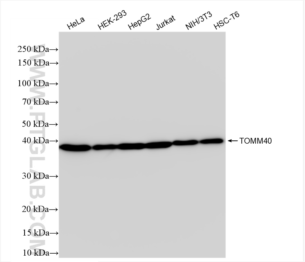 WB analysis using 85773-4-RR (same clone as 85773-4-PBS)
