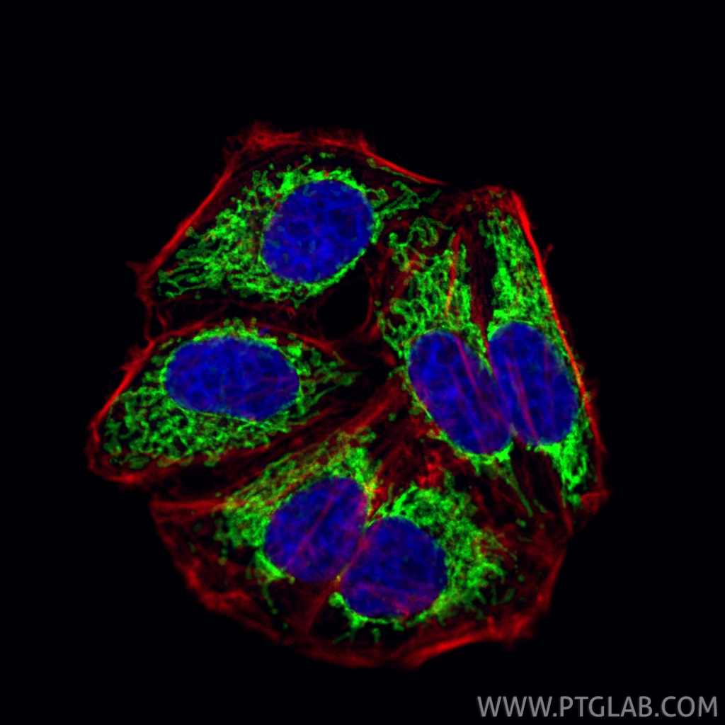 IF Staining of HepG2 using CL488-18409