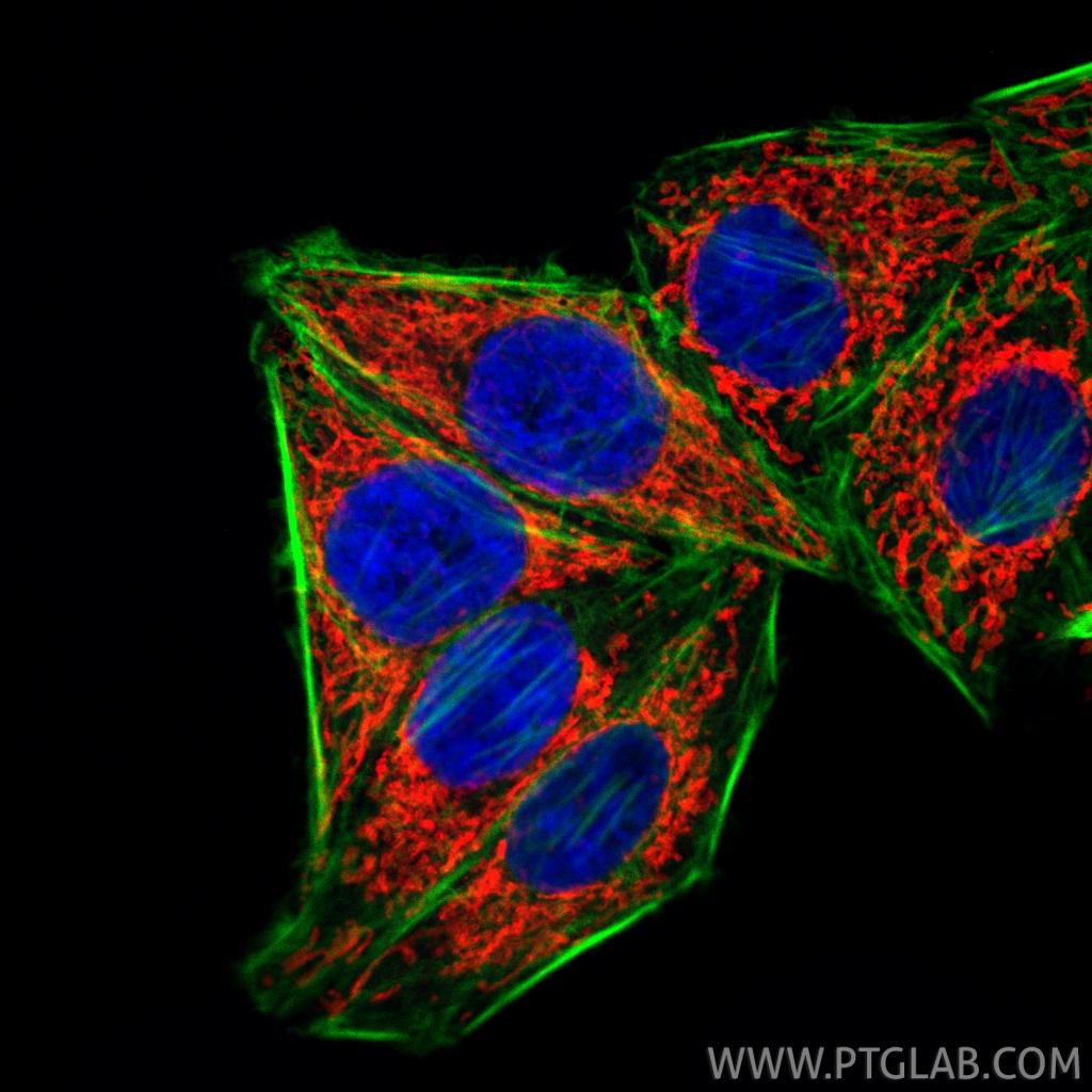 IF Staining of HepG2 using CL594-85773-4 IF Staining of HepG2 using CL594-85773-4
