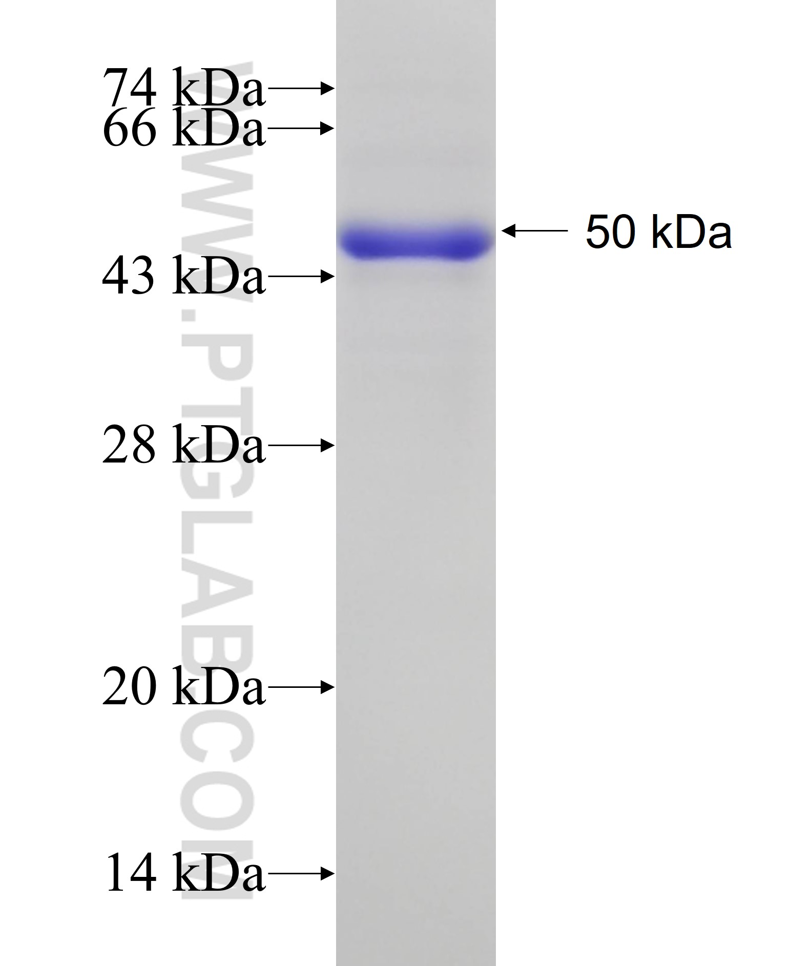 TOMM40 fusion protein Ag13065 SDS-PAGE