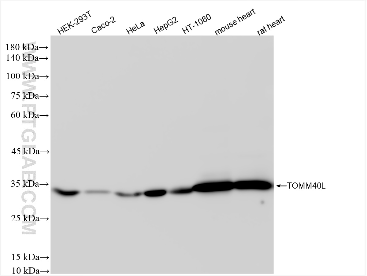 WB analysis using 86943-1-RR (same clone as 86943-1-PBS)