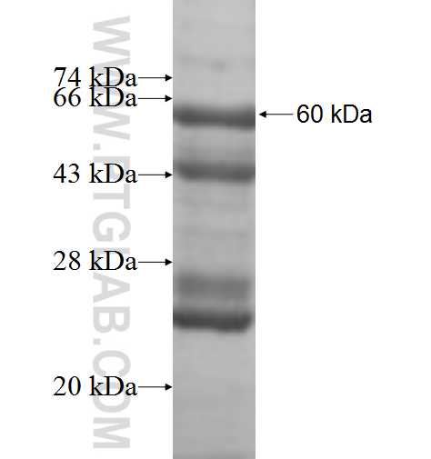 TOMM40L fusion protein Ag9401 SDS-PAGE