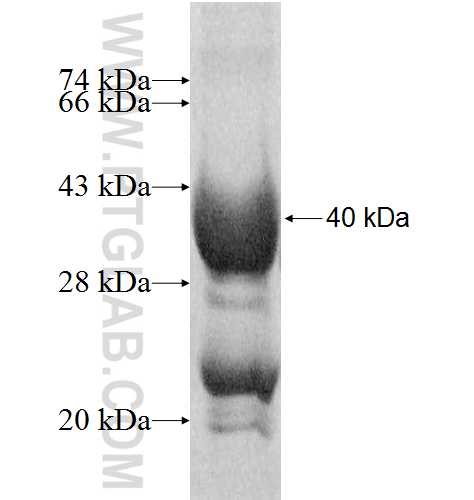 TOMM40L fusion protein Ag9416 SDS-PAGE TOMM40L fusion protein Ag9416 SDS-PAGE