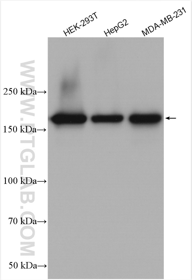 WB analysis using 24641-1-AP