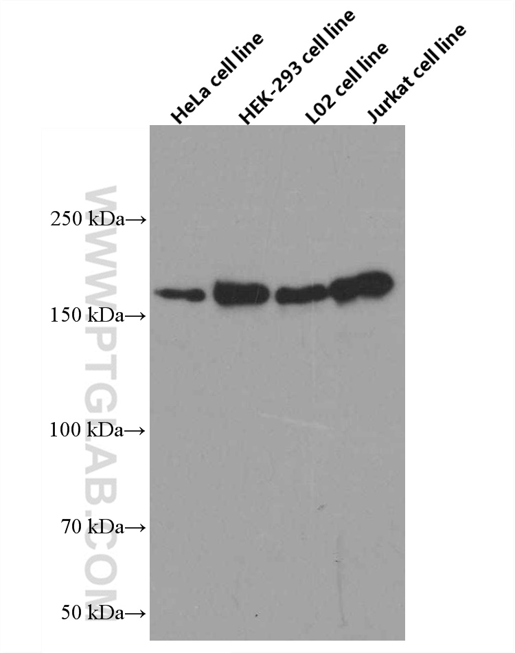 WB analysis using 66541-1-Ig