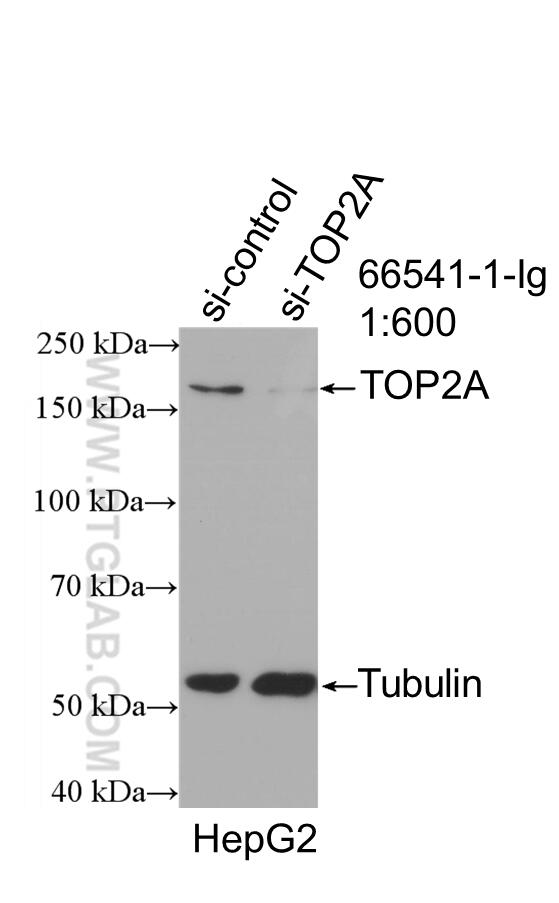 WB analysis of HepG2 using 66541-1-Ig