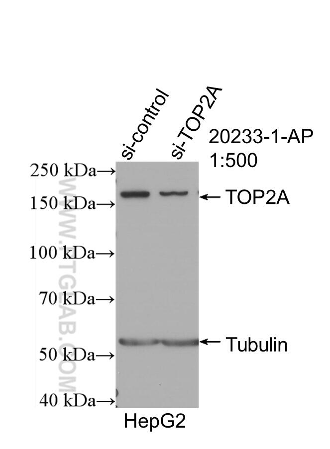 WB analysis of HepG2 using 20233-1-AP