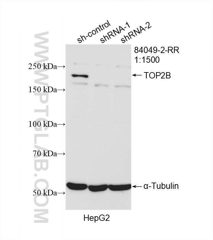 WB analysis of HepG2 using 84049-2-RR (same clone as 84049-2-PBS)