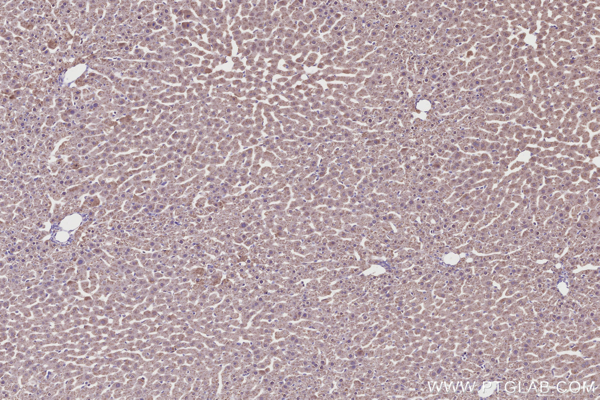 IHC staining of rat liver using 24769-1-AP