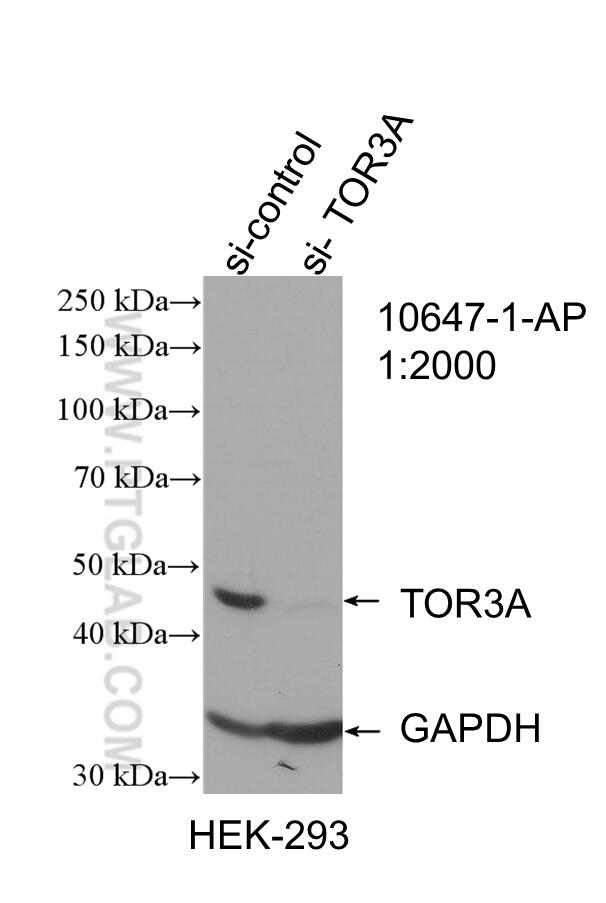 WB analysis of HEK-293 using 10647-1-AP