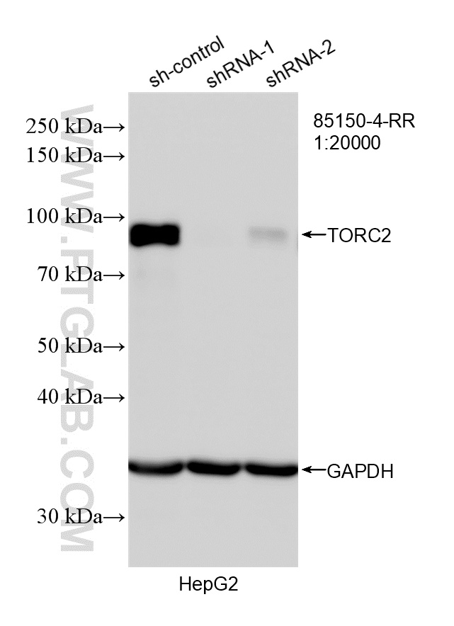WB analysis of HepG2 using 85150-4-RR