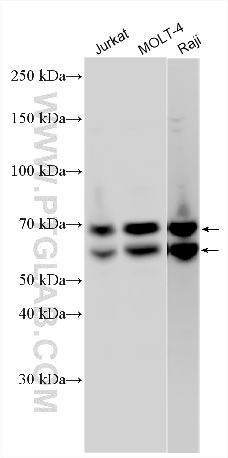 WB analysis using 34301-1-AP