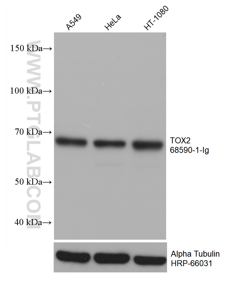 WB analysis using 68590-1-Ig